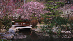萩往還梅林園＿４