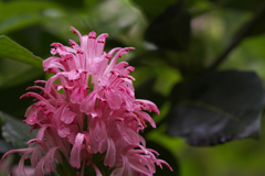 サンゴバナ＿１