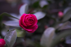 山茶花＿８