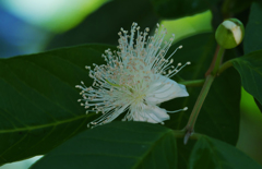 オオミバンジロウ