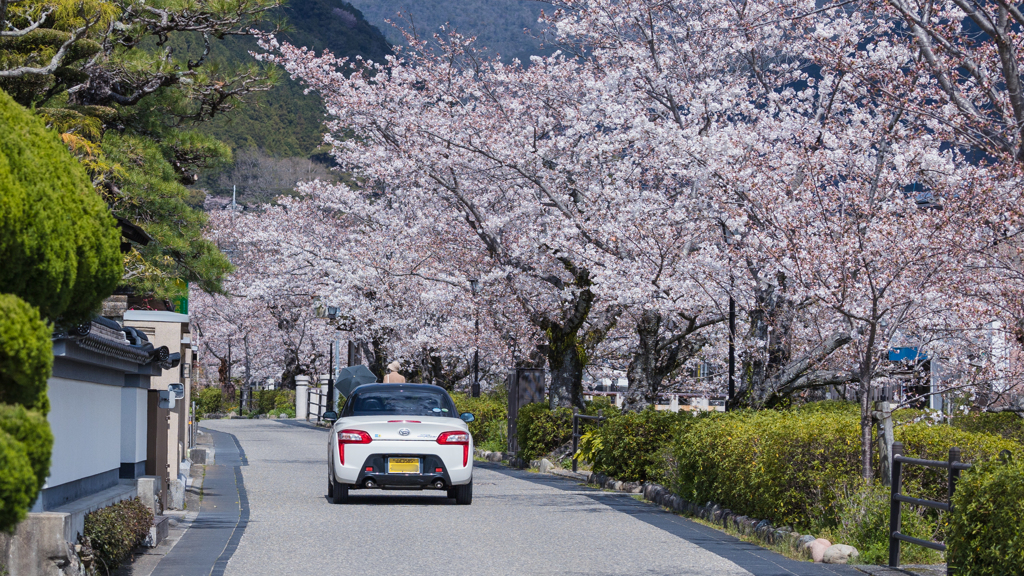 一ノ坂川の桜・１０
