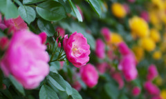 春薔薇・２２