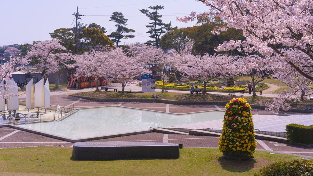 ときわ公園の桜＿１