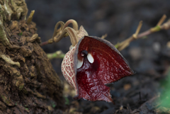 アリストロキア  サルバドレンシス