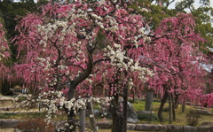 枝垂れ梅・３０