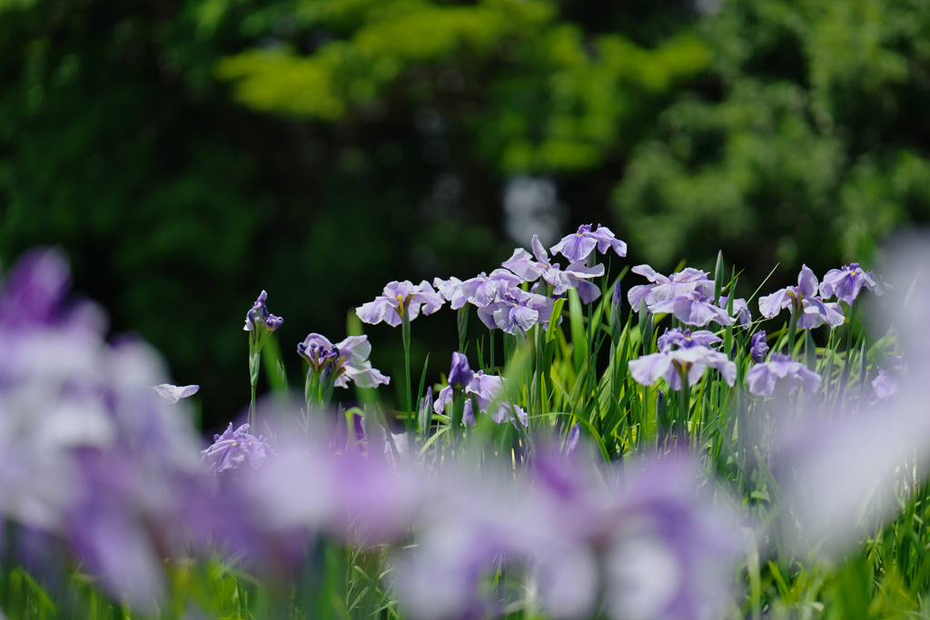 花菖蒲・６
