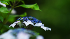 アジサイ・３３