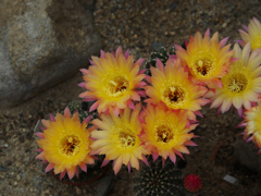 サボテンの花・１＿２