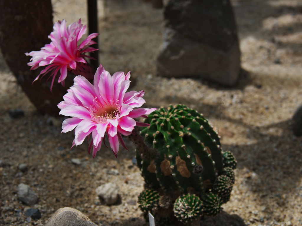 サボテンの花・２５