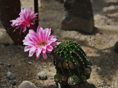 サボテンの花・２５