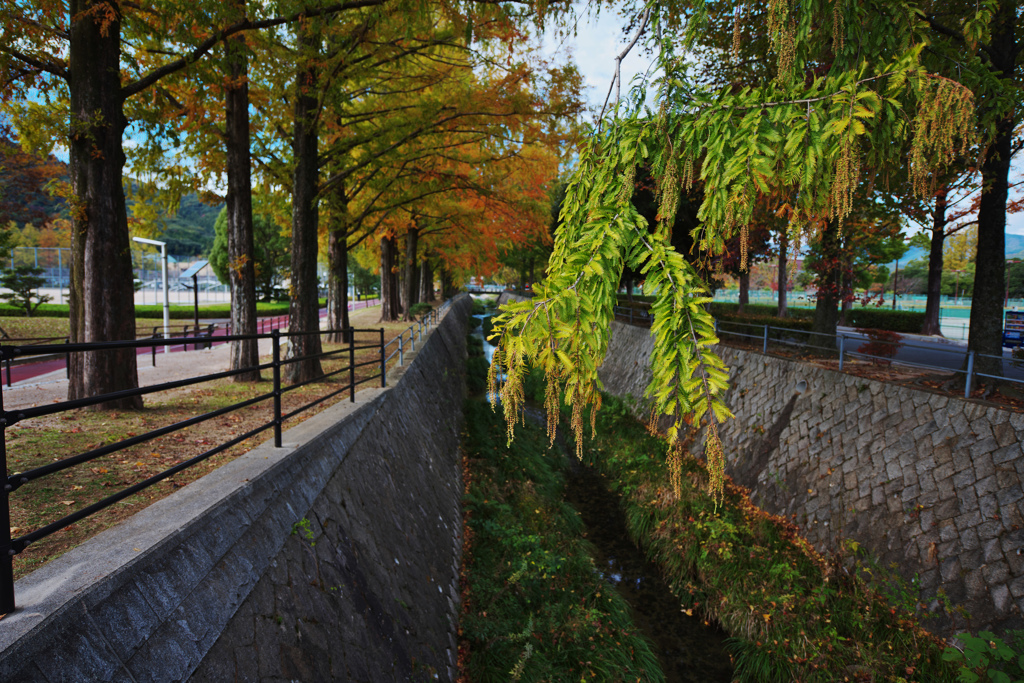 秋・維新公園３０＿３