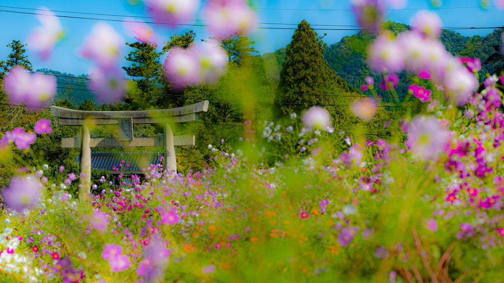 秋　桜・２２＿５