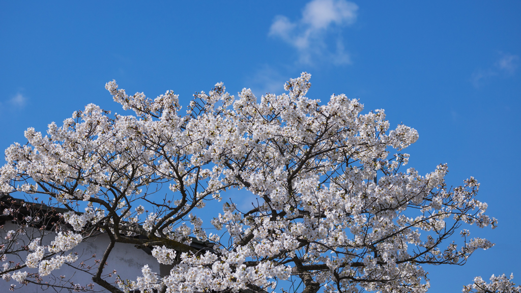 一ノ坂川の桜・１１