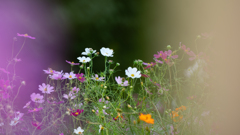 コスモス_15 コスモス_15