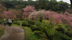 しだれ桜・２