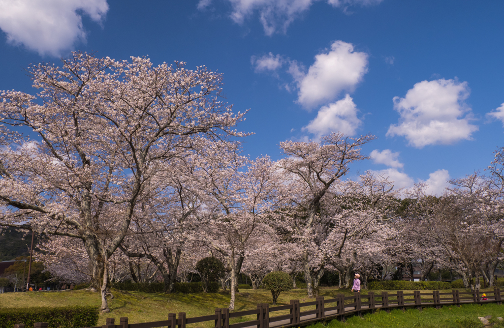 桜・６＿１