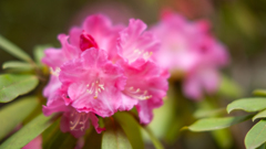 NIKON D700_花 習作・１０