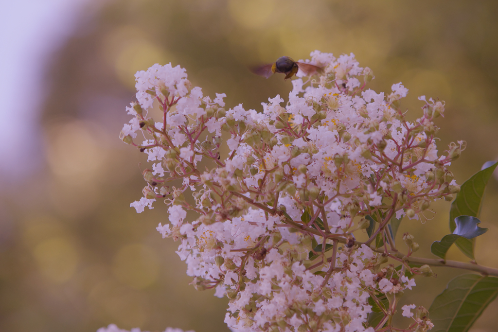 盛夏の花・１４