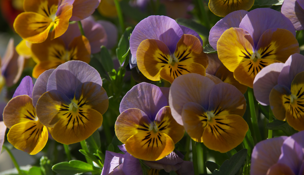 ブルーパラダイス