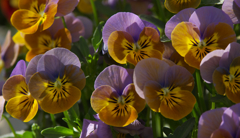 ブルーパラダイス