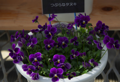 つぶらなタヌキ