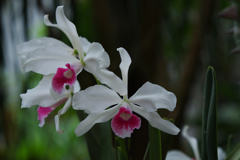 パープラータ　カーネア