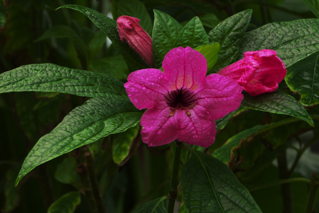 アフェランドラ  シンクレイリアナ 