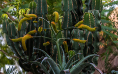 青　鰐（アオワニ）