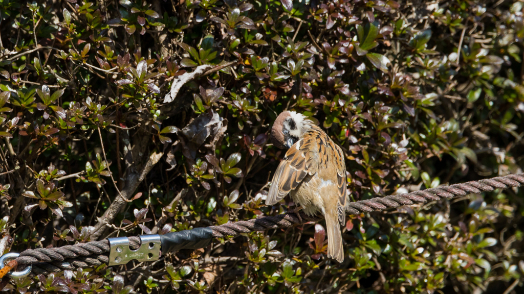 公園の野鳥たち＿２２