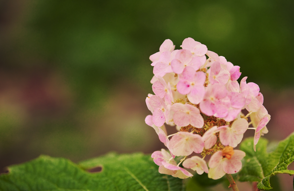 初夏の花・２＿５