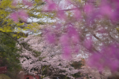 春の花色・１