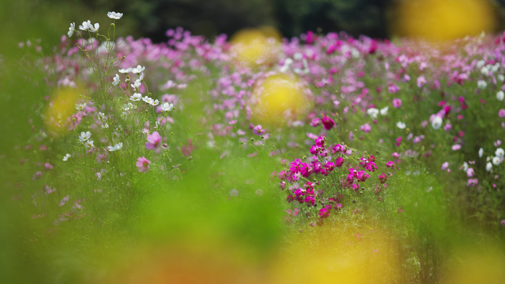秋　桜・１＿４６