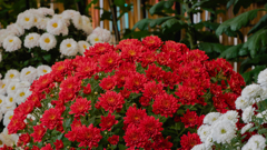 菊　花＿１９