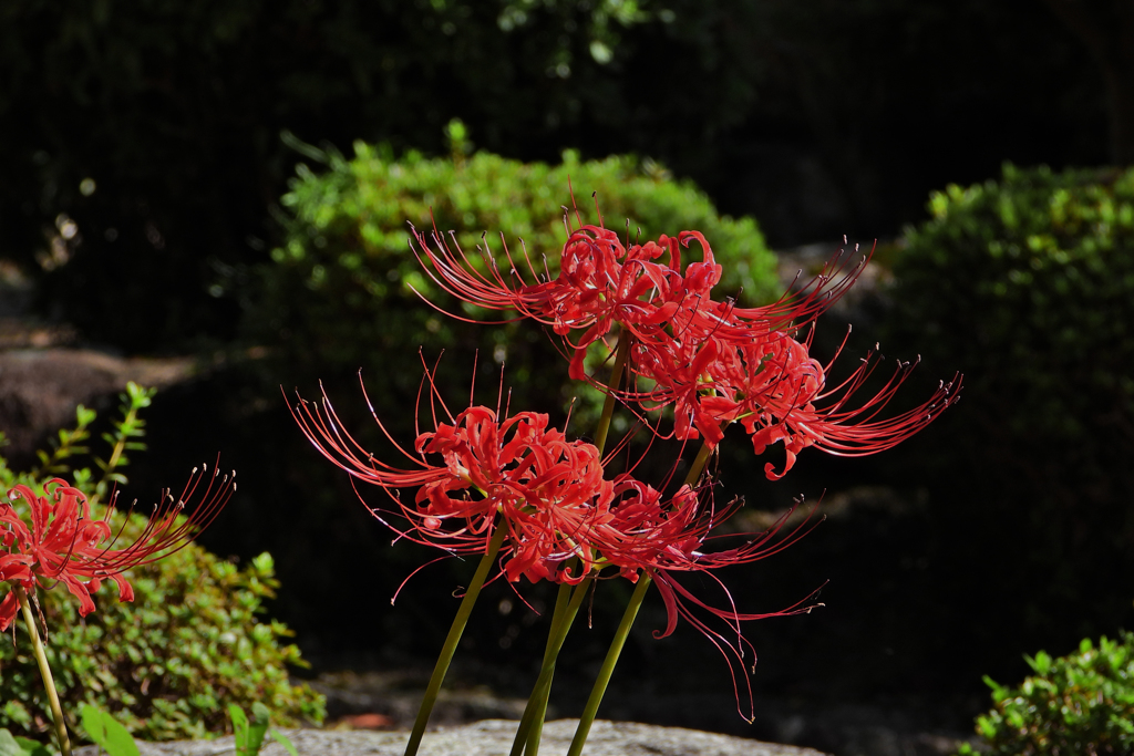 彼岸花・３０＿４５