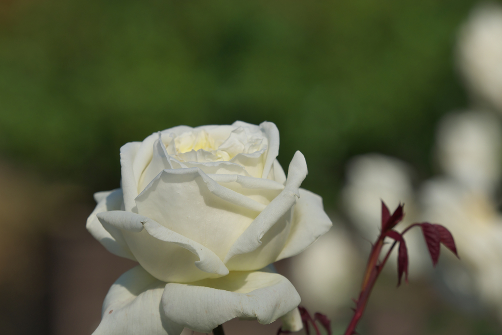 秋薔薇・７