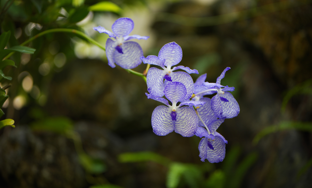 秋のラン ’１８＿１５