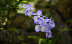 秋のラン ’１８＿１５