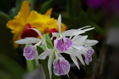 秋のラン展・８