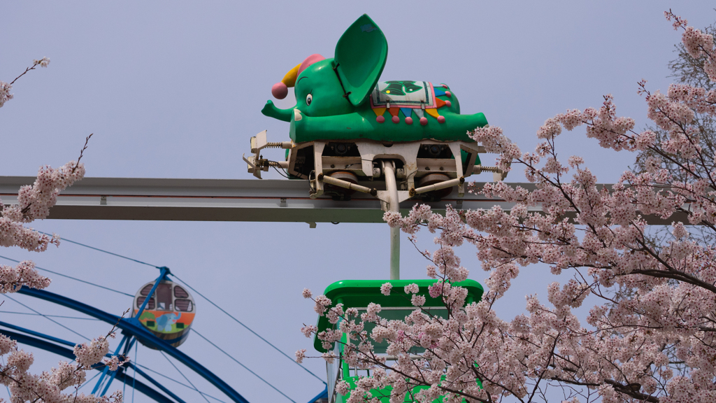 ときわ公園の桜＿３１