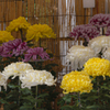 防府菊花展 '２２＿１３