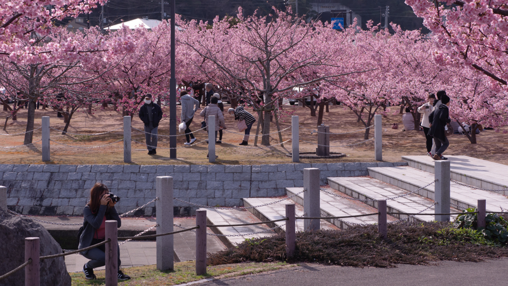 河津桜・１＿１