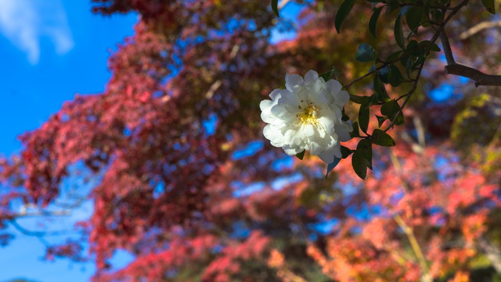 山茶花・２２＿７