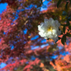 山茶花・２２＿７