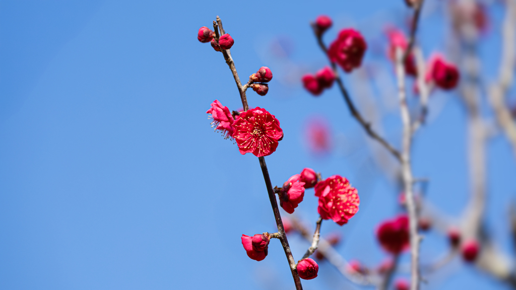 春を待つ花＿２