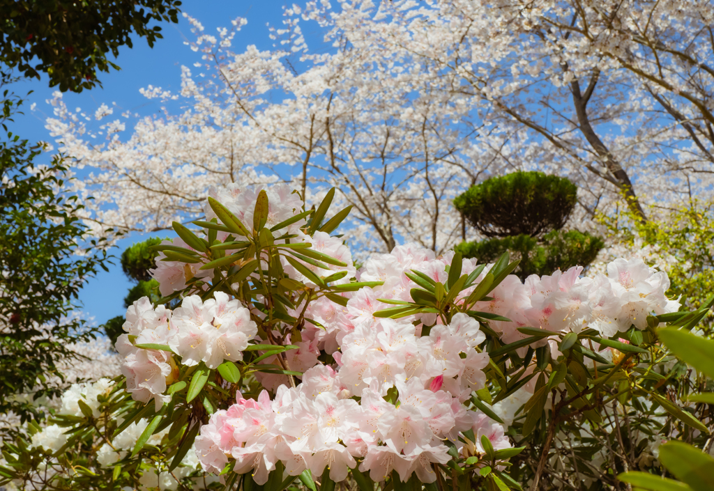 開石楠花・１７