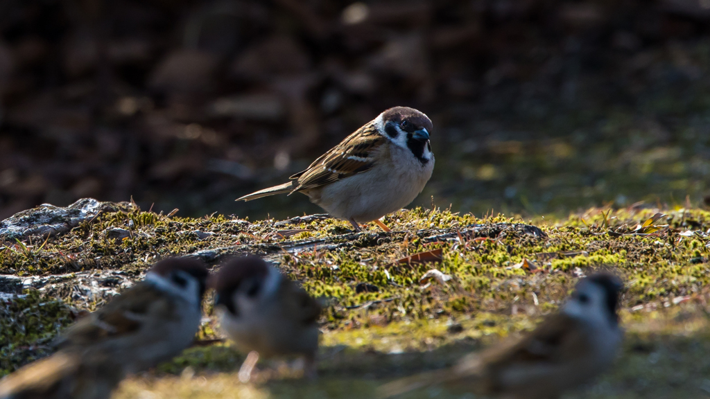公園の野鳥たち＿１２