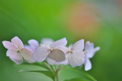 アジサイ・３０