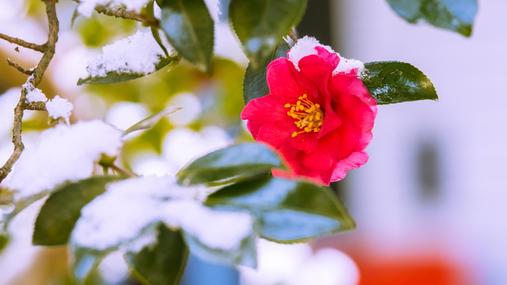 山茶花・２