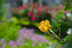 春薔薇・１５
