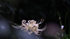 彼岸花・４１